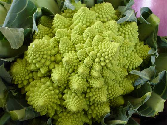 Romanesco broccoli: Un fractal natural